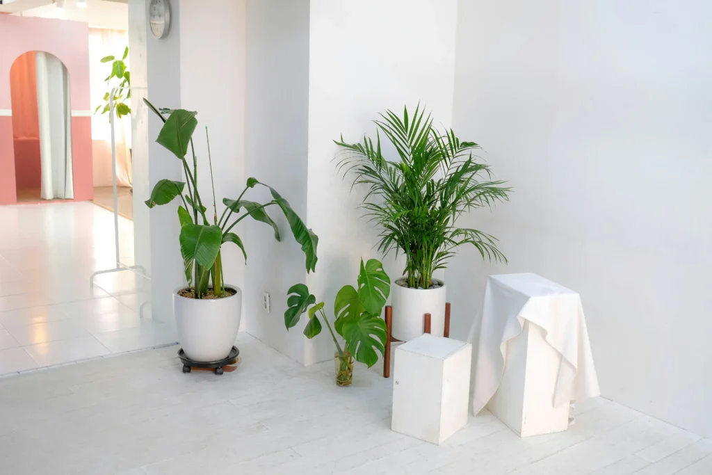 Small Apartment Makeovers That Impress | Pure Zen Decor 11 Plants for Freshness