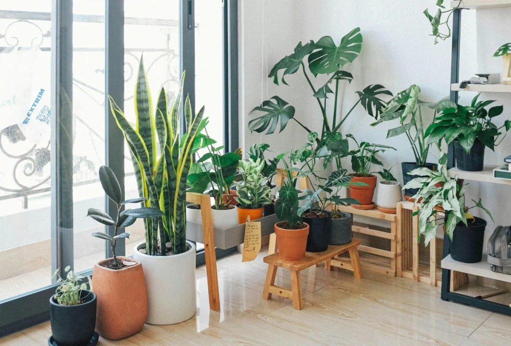 How to Style Shelves the Minimalist Way 8 Touch of Greenery