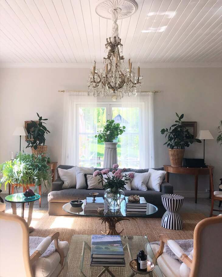 20 Best Plants Living Room That Thrive Indoors 8 image 621