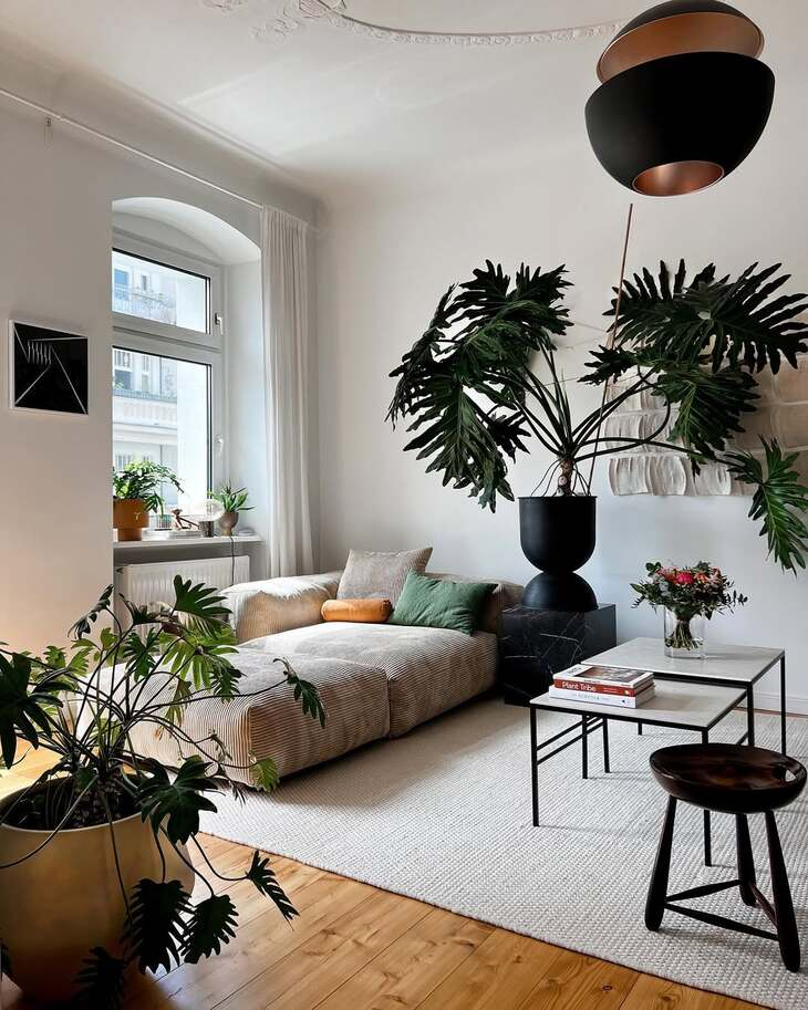 20 Best Plants Living Room That Thrive Indoors 11 image 624
