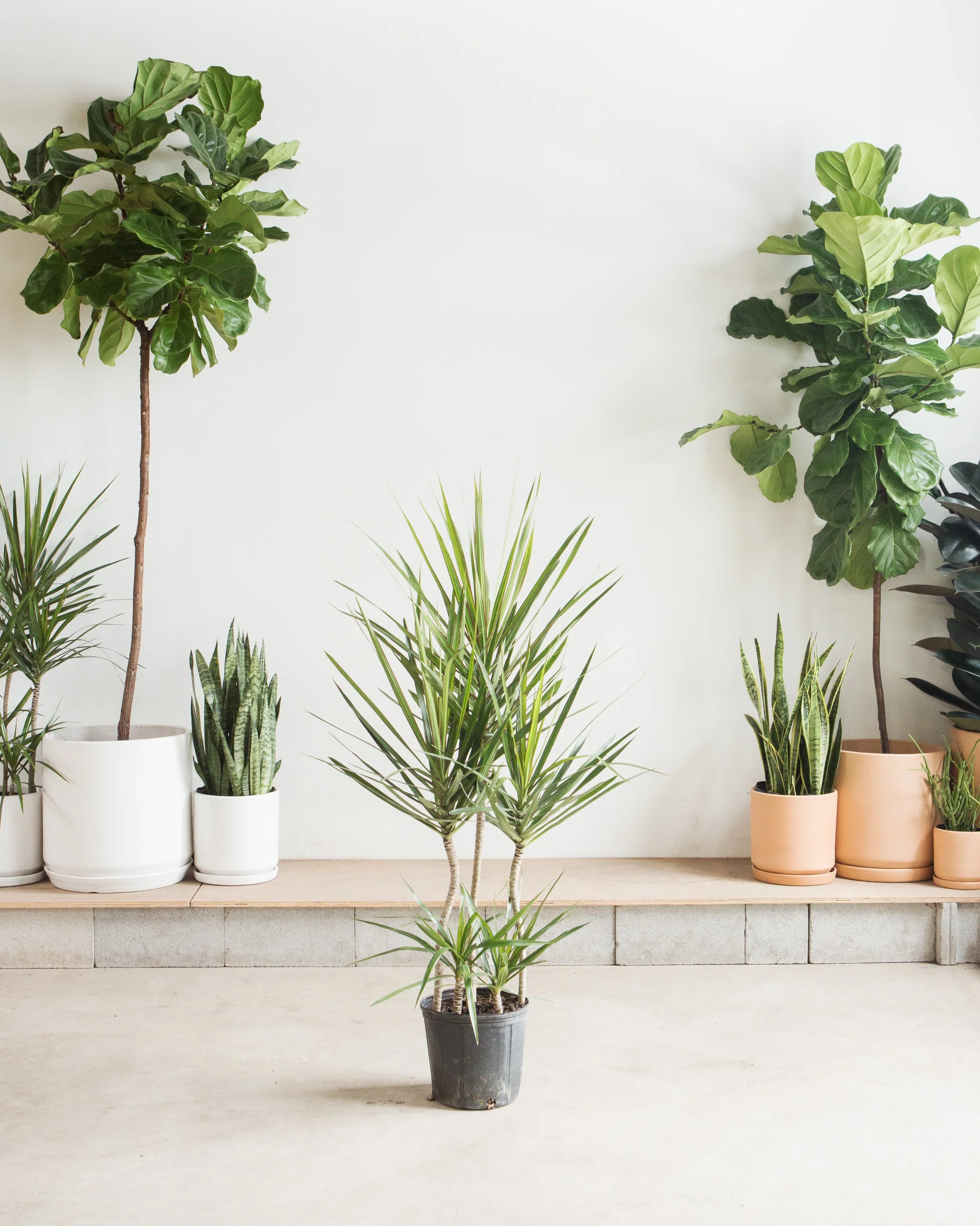 20 Best Plants Living Room That Thrive Indoors 15 image 628