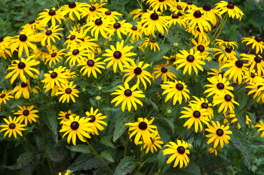 9 Fall Blooming Flowers Start August My Late Summer 3 image 742
