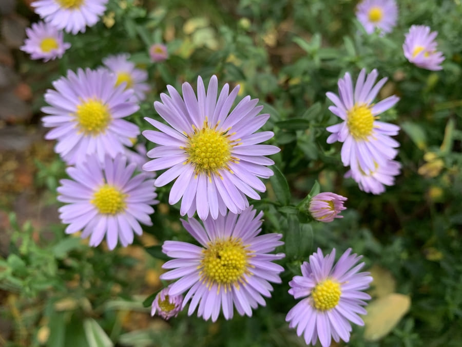 9 Fall Blooming Flowers Start August My Late Summer 4 image 743