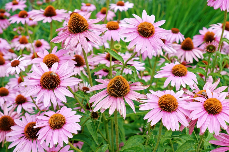 9 Fall Blooming Flowers Start August My Late Summer 5 image 744