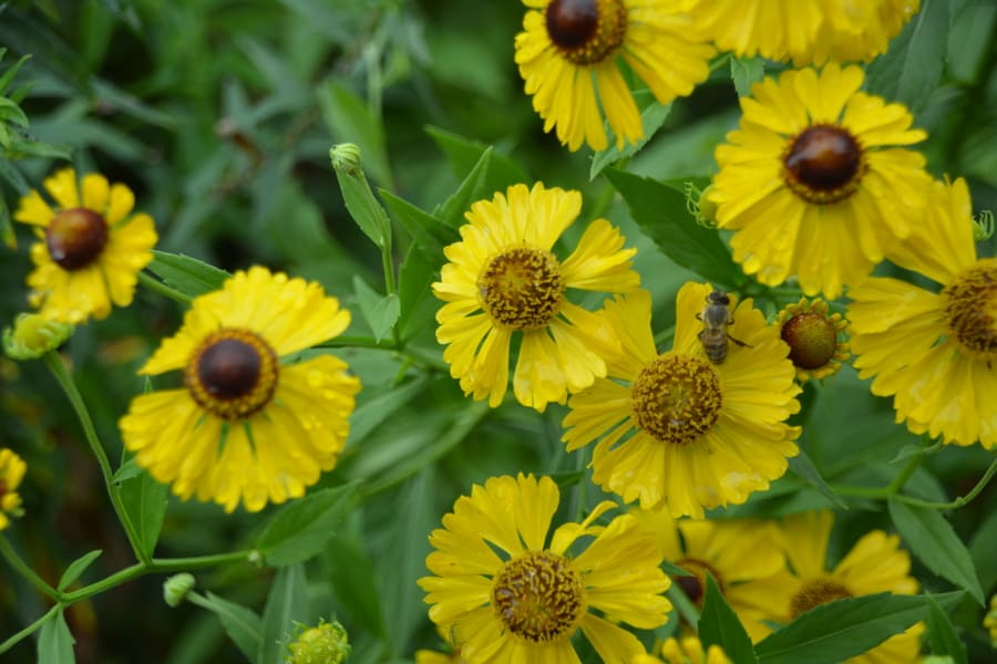 9 Fall Blooming Flowers Start August My Late Summer 7 image 746