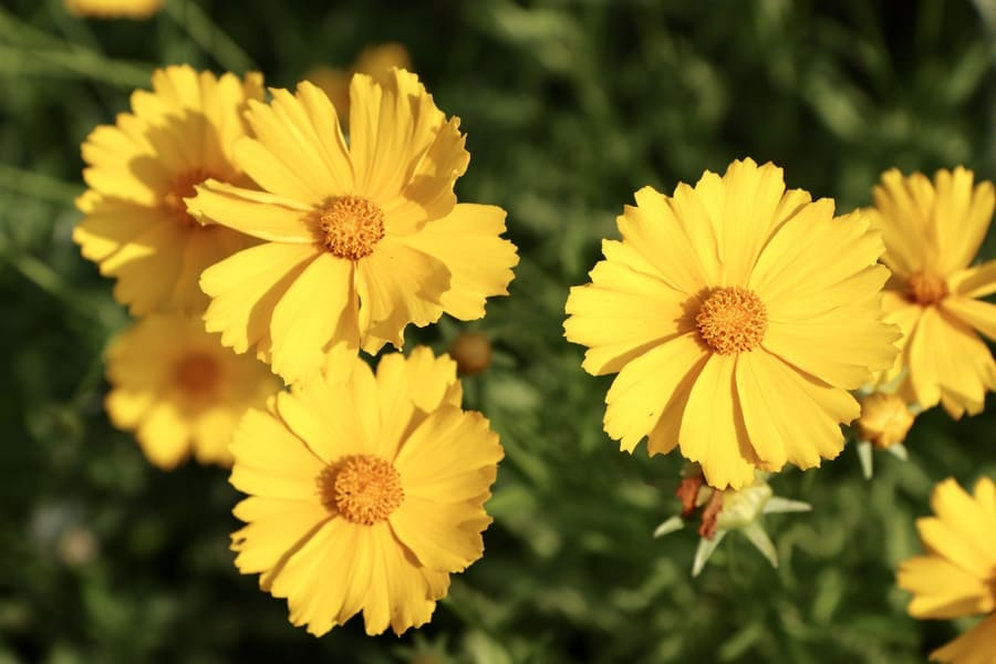 9 Fall Blooming Flowers Start August My Late Summer 9 image 748