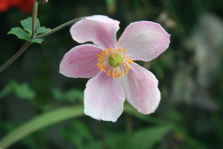 9 Fall Blooming Flowers Start August My Late Summer 10 image 749