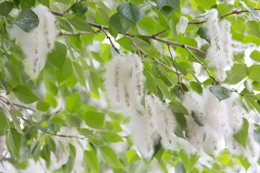 How to Attract Hummingbirds: 14 Plants Attract Hummingbirds 3 image 1