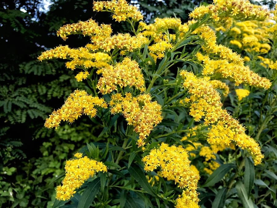 How to Attract Hummingbirds: 14 Plants Attract Hummingbirds 11 image 10