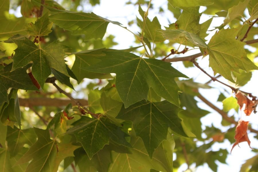 How to Attract Hummingbirds: 14 Plants Attract Hummingbirds 12 image 11