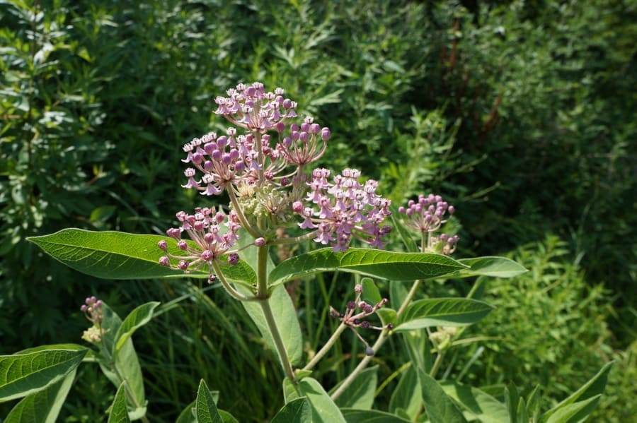 How to Attract Hummingbirds: 14 Plants Attract Hummingbirds 13 image 12