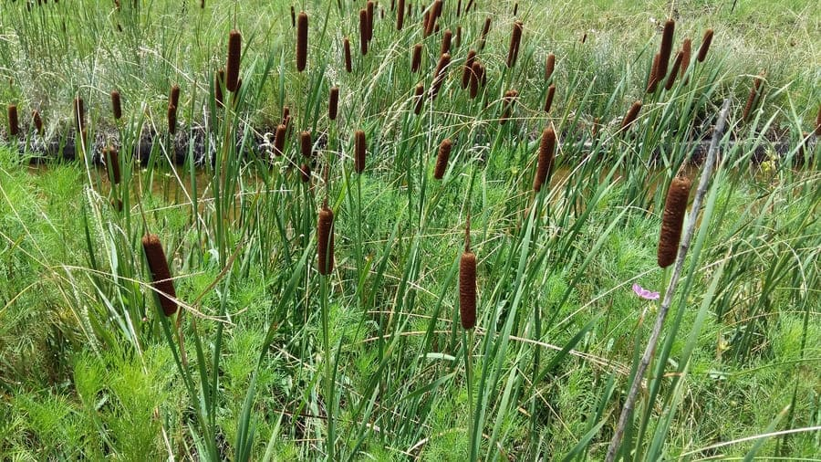 How to Attract Hummingbirds: 14 Plants Attract Hummingbirds 14 image 13