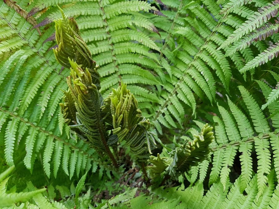 How to Attract Hummingbirds: 14 Plants Attract Hummingbirds 4 image 2