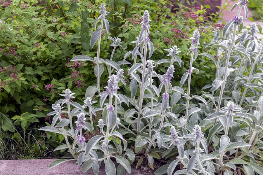 How to Attract Hummingbirds: 14 Plants Attract Hummingbirds 5 image 3