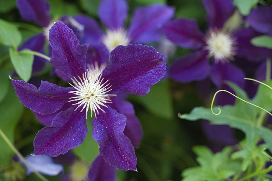 How to Attract Hummingbirds: 14 Plants Attract Hummingbirds 8 image 7