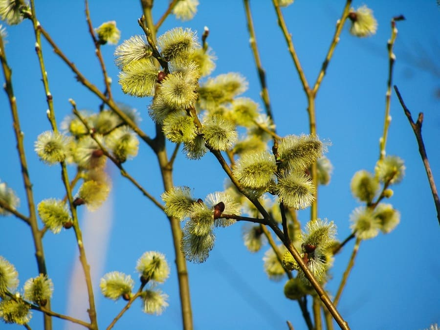 How to Attract Hummingbirds: 14 Plants Attract Hummingbirds 2 image