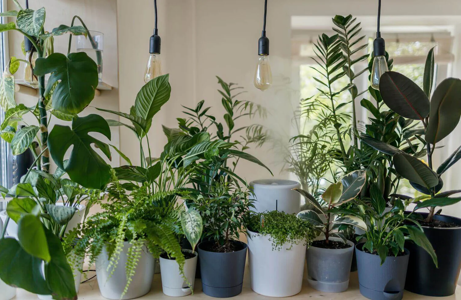 20 Best Plants Living Room That Thrive Indoors 12 image 67