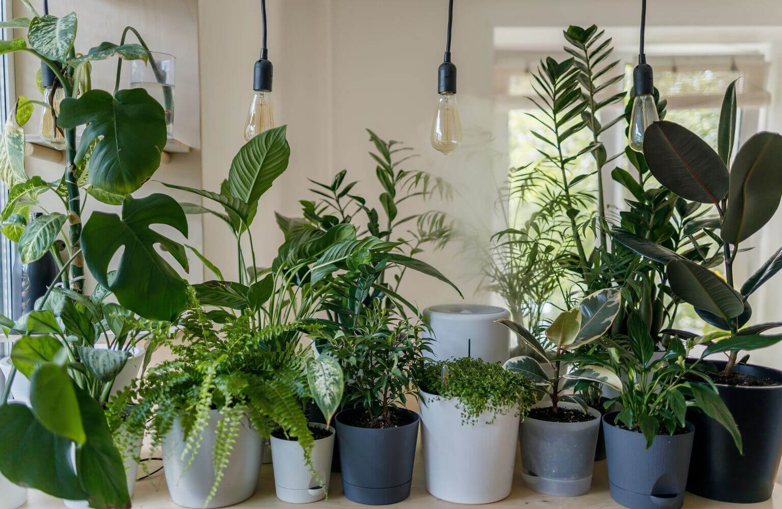 20 Best Plants Living Room That Thrive Indoors 18 image 73